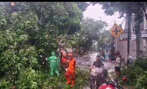 Penanganan Pohon Palem Tumbang Usai Hujan Lebat, Angin Kencang Jalan Terusan Lembang