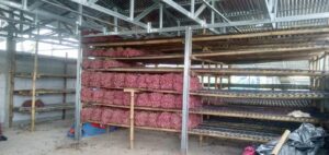 Penyiapan Bibit Bawang Urban Farming Korem 051/Wkt di Lahan Urban Farming Korem 051/Wkt, Wanajaya, Cibitung
