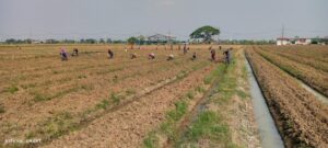 Poktan Binaan Korem 051/Wijayakarta Lakukan Penggemburan Tanah di Lahan Urban Farming Pasca Panen Bawang Merah