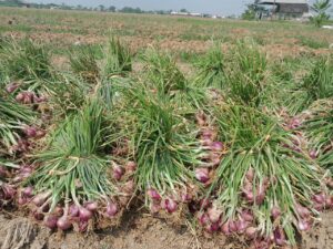 Panen Bawang Super di Blok Wanajaya 02, Lahan Urban Farming Korem 051/Wkt