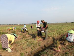 Korem 051/Wkt Dorong Panen dan Tanam Bawang Merah di Sukatani