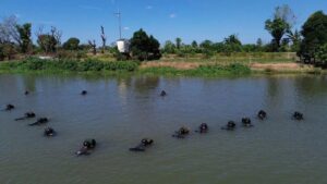 Denpom Divif 3 Kostrad Gelar Latihan Renang Taktis dan Penyebrangan Basah untuk Hadapi Lomba Ton Tangkas