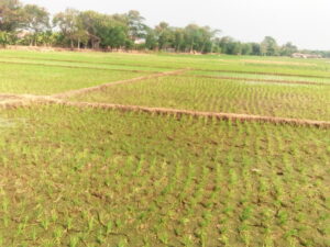 Ratusan Hektar Lahan Sawah di Cirebon Terdampak Kekeringan