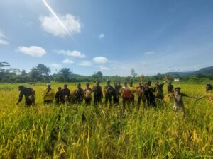 Babinsa Koramil 1715-05/Batom Kodim 1715/Yahukimo Membantu Petani Panen Padi di Desa Okiako Distrik Batom