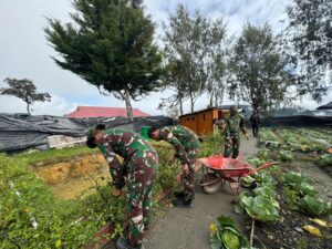 Satgas Yonif 509 Kostrad Manfaatkan Lahan Kosong Di Titik Kuat Untuk Ketahanan Pangan