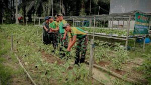 Satgas Pamtas Yonarmed 11 Kostrad Gelar Panen Bersama Warga Desa Tanjung Aru