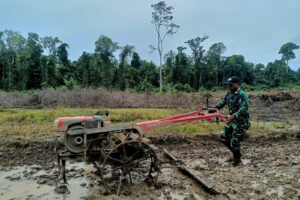 Ketahanan Pangan Satgas Yonif 503 Kostrad Membangun Kesejahteraan Masyarakat Papua
