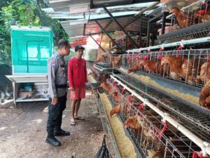 Bhabinkamtibmas Ciketingudik: Penggerak Ketahanan Pangan Melalui Dukungan Peternakan Lokal