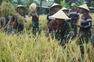 Prajurit Yonif 305 Kostrad Gelar Panen Raya Bersama Masyarakat, Dukung Ketahanan Pangan