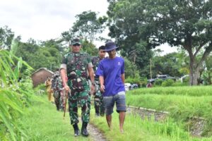 Danbrigif 9 Kostrad Laksanakan Silaturahmi dan Panen Bersama Petani di Desa Kranjingan.