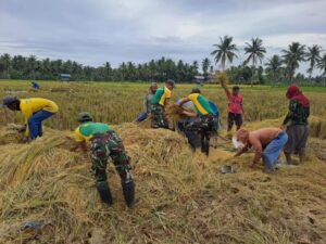 Prajurit Satgas Pamtas Yonarmed 11 Kostrad Bantu Warga Panen dan Menggiling Padi di Sebatik Timur