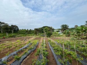 Yonif 141/AYJP Dukung Program Ketahanan Pangan dengan Urban Farming