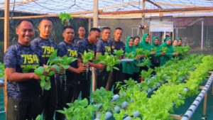 Yonif 754 Kostrad Panen Sayur Hidroponik, Wujud Kemandirian dan Inovasi Satuan