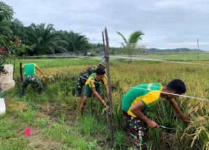 Perkuat Kebersamaan di Perbatasan, Satgas Pamtas Yonarmed 11 Kostrad Bantu Warga Panen Padi