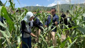 Kepala Zona Bakamla Tengah Pimpin Panen Jagung di Bali