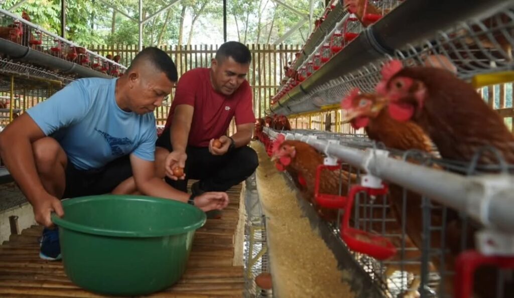 Pangdivif 1 Kostrad Panen Telur Ayam, Wujud Nyata Kemandirian Pangan