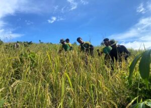 Satgas Pamtas Yonarmed 11 Kostrad dan Warga Desa Duyan Panen Padi Gunung Bersama
