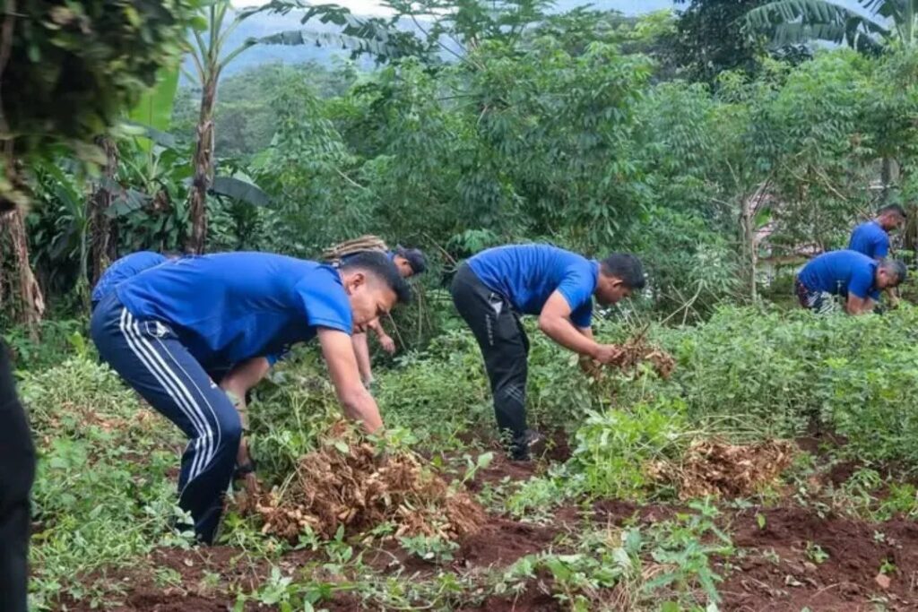 Panen Raya Singkong dan Kacang Tanah, Yonif 330 Kostrad Wujudkan Ketahanan Pangan