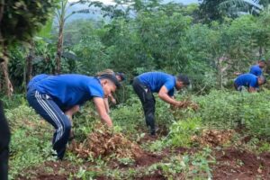 Panen Raya Singkong dan Kacang Tanah, Yonif 330 Kostrad Wujudkan Ketahanan Pangan