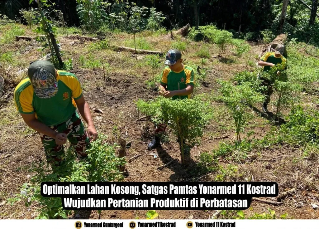 Optimalkan Lahan Kosong, Satgas Pamtas Yonarmed 11 Kostrad Wujudkan Pertanian Produktif di Perbatasan