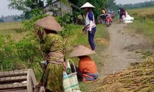 Nyesrek Atau Gampung Buruh Tani di Pemalang Berbagi Kebahagiaan Saat Panen Padi