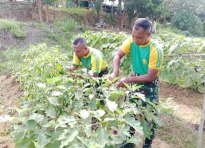 Satgas Pamtas Yonarmed 11 Kostrad Laksanakan Panen Hasil Kebun di Perbatasan