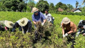 Kepala Bakamla RI Panen Kacang Tanah di Karangasem Bali