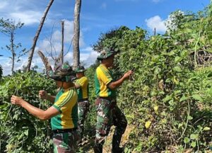 Satgas Pamtas Yonarmed 11 Kostrad Laksanakan Pemeliharaan dan Panen Kebun Pos Salang