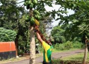 Prajurit Yonarmed 9 Kostrad Bersama Persit KCK Ranting 2 Gelar Panen Raya di Kebun Pepaya Pasopati