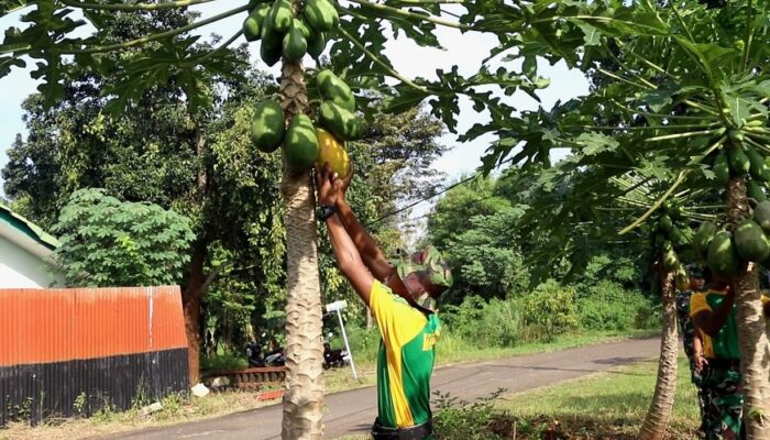Prajurit Yonarmed 9 Kostrad Bersama Persit KCK Ranting 2 Gelar Panen Raya di Kebun Pepaya Pasopati