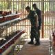 Dandenma Divif 1 Kostrad Panen Telur Ayam, Bukti Nyata Kemandirian Pangan