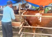 Jelang Idul Adha, Penjual Hewan Kurban di Pemalang Keluhkan Sepinya Pembeli