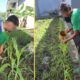 Lapas Banjarmasin Perkuat Pembinaan Berbasis Kerja Melalui Program Berkebun