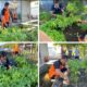 Semangat Kemandirian Tumbuh Bersama Tanaman Cabai Di Lapas Kelas IIA Banjarmasin