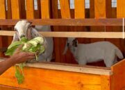 Lapas Narkotika Karang Intan Catat Keberhasilan Awal Program Budidaya Kambing Boer