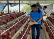 Lapas Narkotika Karang Intan Panen Telur Ayam Sebagai Hasil Program Kemandirian Warga Binaan