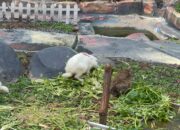 Lapas Narkotika Karang Intan Tinjau Mini Zoo LASKARIN Sebagai Media Pembinaan Edukatif