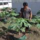 Maulana, Warga Binaan Lapas Banjarmasin Tekuni Berkebun Di Tengah Masa Pembinaan