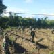 Brigif 20 Kostrad Tanam 700 Pohon Pepaya California, Wujud Nyata Komitmen Ketahanan Pangan dan Kepedulian Lingkungan