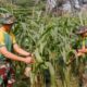 Panen Jagung Meningkatkan Produktivitas Ketahanan Pangan Yonif 503 Kostrad