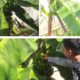 Lapas Banjarmasin Gencarkan Pembinaan Pertanian Bagi Warga Binaan Melalui Kebun Pisang