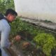 Warga Binaan Lapas Banjarmasin Antusias Ikuti Perawatan Kebun Cabai Dalam Program Pembinaan Produktif