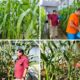 Warga Binaan Lapas Banjarmasin Kembangkan Kebun Jagung Produktif