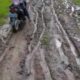 Warga Keluhkan Jalan Lingkungan Rusak  Di Duga Pemdes Carenang Tutup Mata