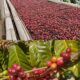 Kondisi Tanah Lereng Gunung Slamet Pemalang, Menjadi Ladang Subur Pembibitan Kopi