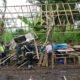 Arena Sabung Ayam di Blandit, Singosari Ditertibkan Aparat