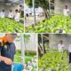 Kalapas Banjarmasin Apresiasi Pertumbuhan Selada Hidroponik