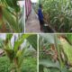 Budidaya Jagung Hybrida Jadi Program Kemandirian Lapas Banjarmasin