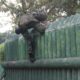 Balawara Warrior : Ksatria Condromowo Uji Nyali dan Ketangkasan di HUT ke-78 Yonif 509 Kostrad