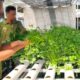 Lapas Banjarmasin Dorong Kemandirian WBP Lewat Panen Seledri Hidroponik